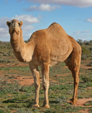 Dromedary camel in outback Australia, near Silverton, NSW.