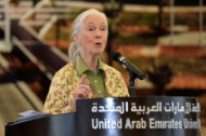 Dr Jane Goodall speaking at UAE University