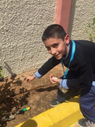 Qasim planting lemon seeds