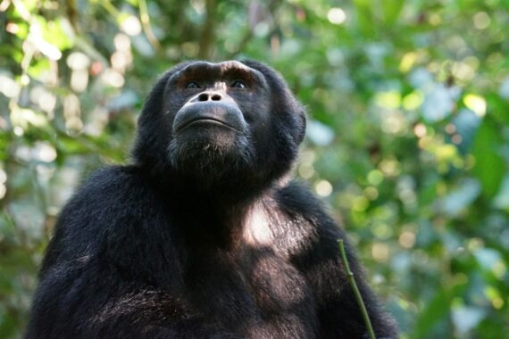 Eastern chimpanzee in Uganda