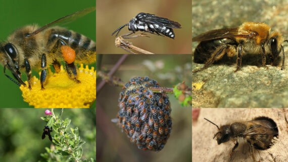 Bees of the UAE plus the Western honey bee