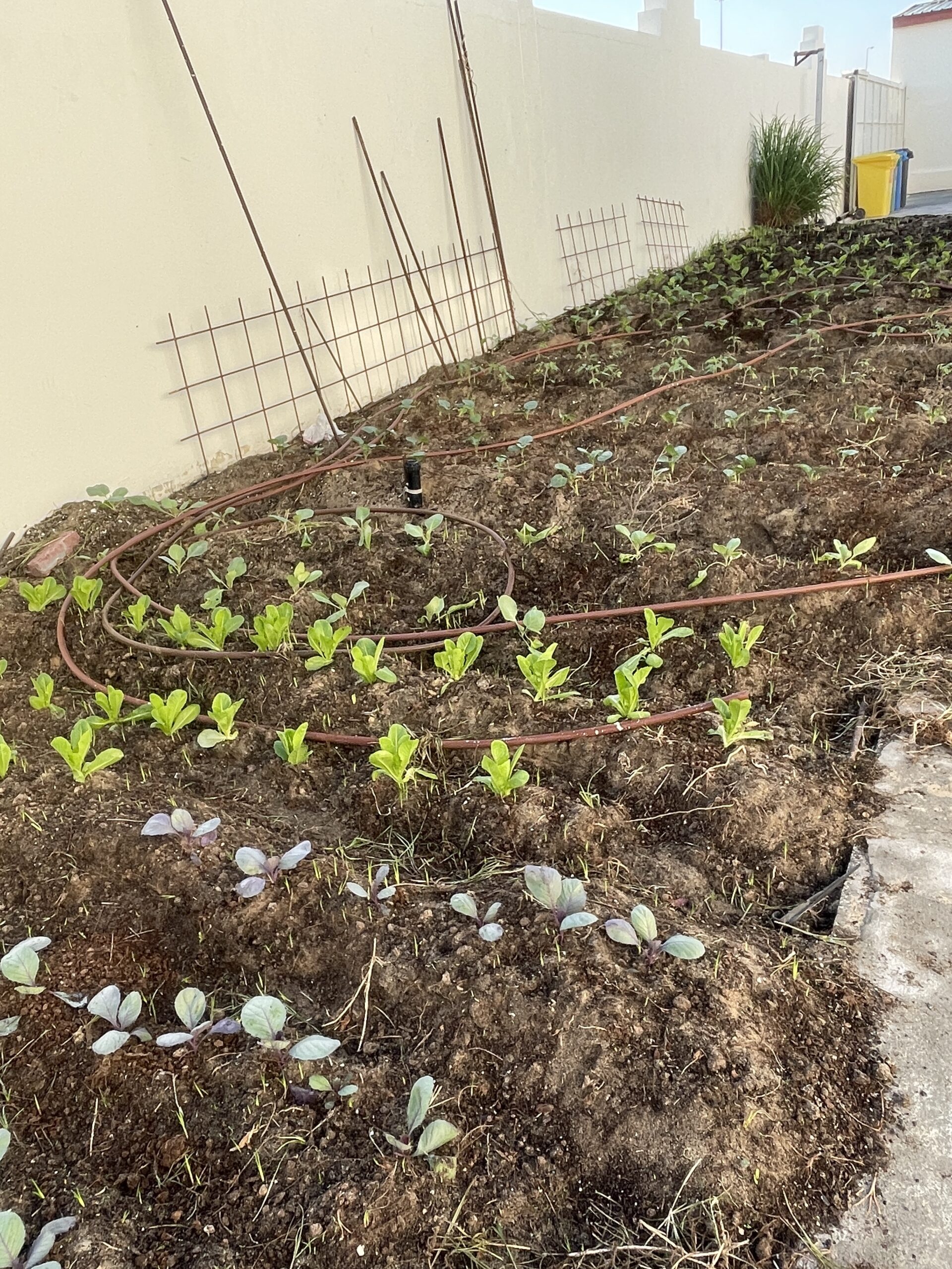 Growing Green: The Exciting Journey of Vegetable Gardening at Qatar Academy Sidra