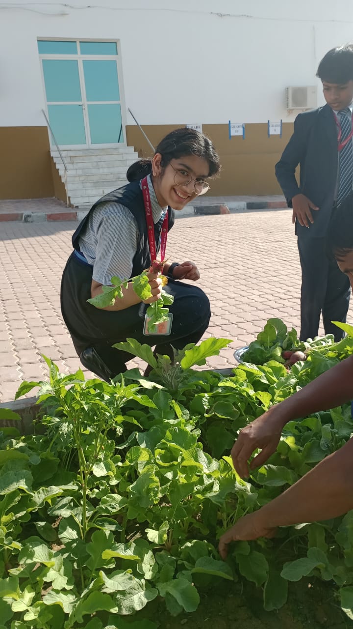 HARVESTING FESTIVAL – ORGANIC FARMING